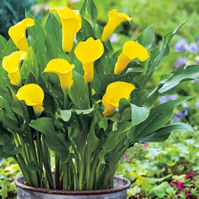 Калла - Зантедеския Еллоу (Zantedeschia geel/yellow)