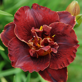Лилейник Бургунди Лав (Burgundy Love)